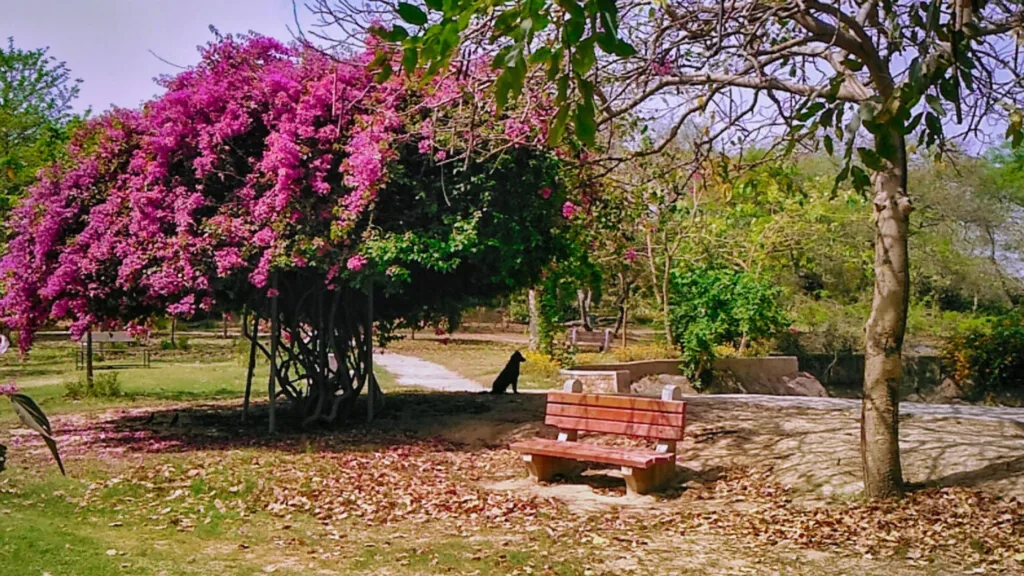 Buddha Jayanti Park Garden View