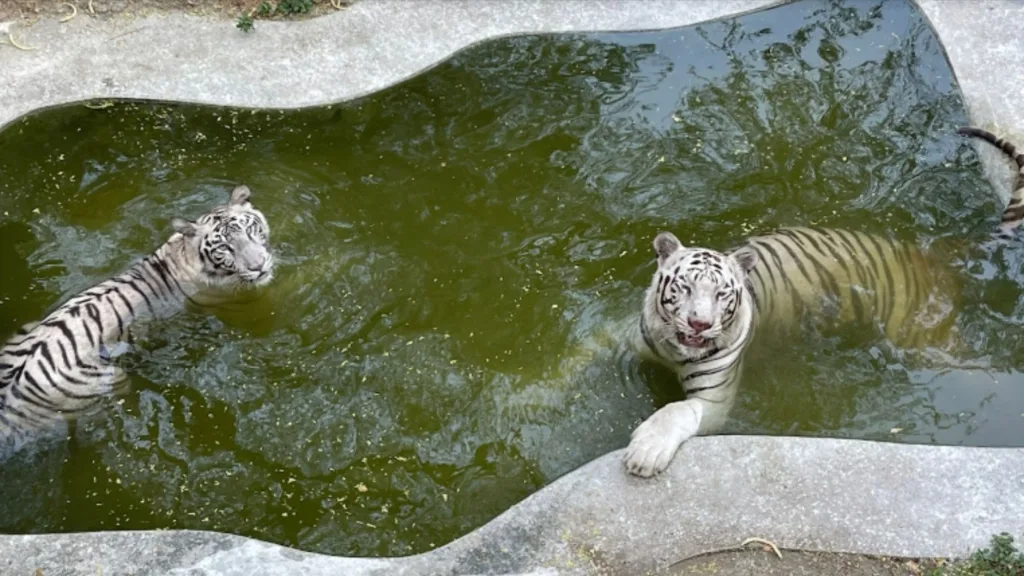 white tigers in the zoo