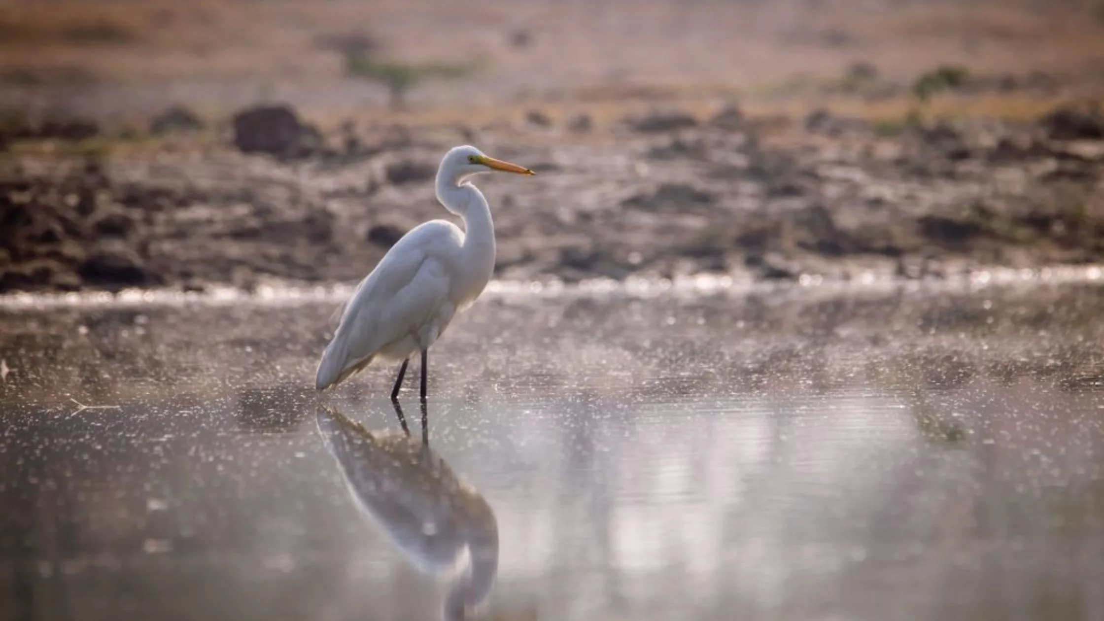 Migratory bird at the Sultanpur Bird Century. 