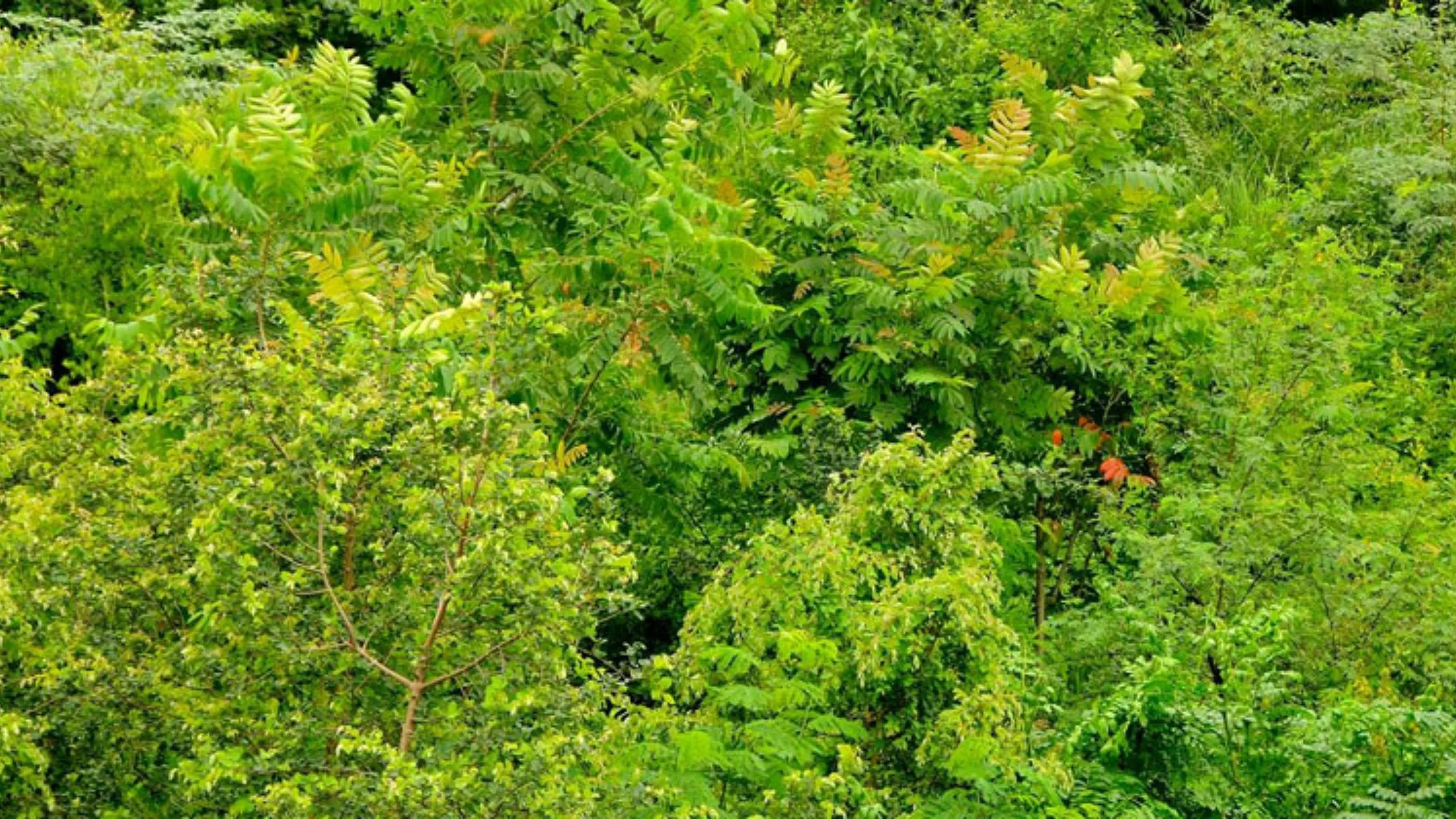 Aravalli biodiversity park