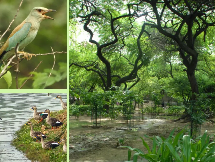 Biodiversity parks in Delhi