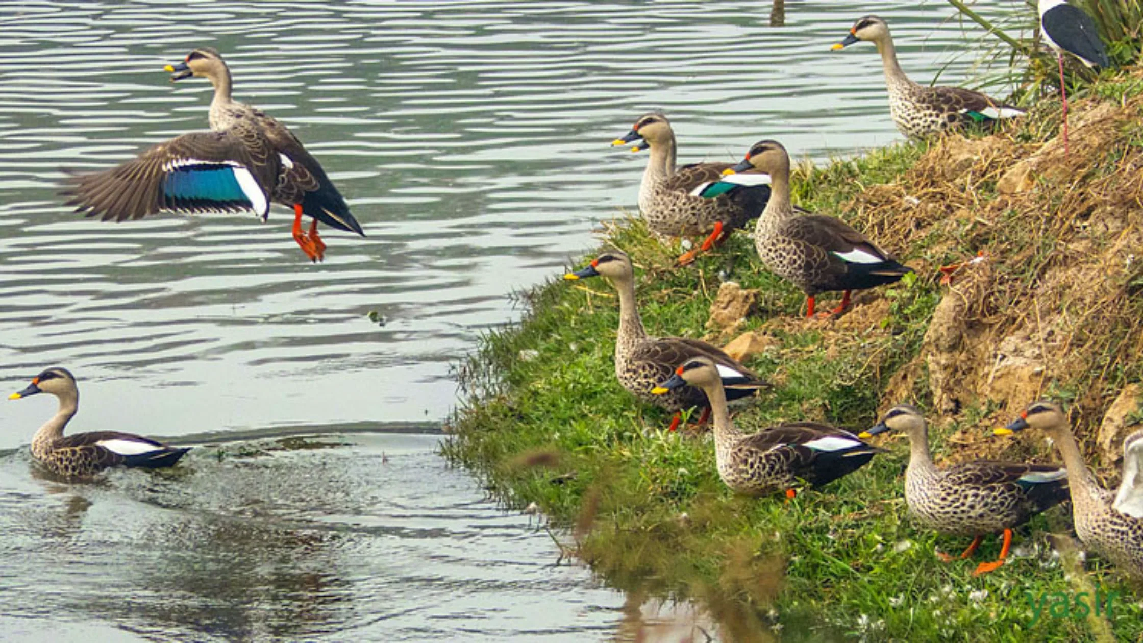 Migratory birds at the Neela Hauz park