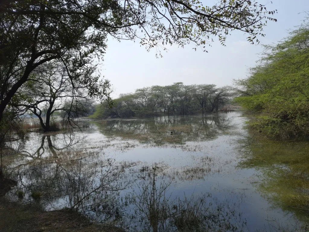 A view of Sultanpur National Park