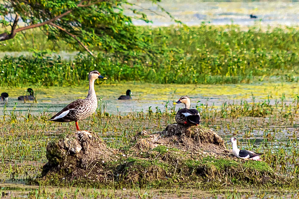 Birds sitting in the park