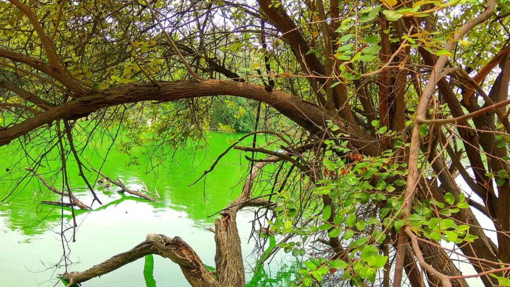 A lake situated at Deer park in Delhi