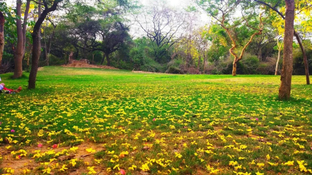 Park in Sanjay Van